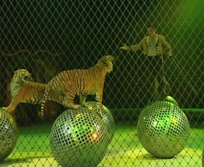 В цирке на Острове состоялось представление знаменитого аттракциона Мстислава Запашного «Тигры на зеркальных шарах» В цирке на Острове состоялось представление знаменитого аттракциона Мстислава Запашного «Тигры на зеркальных шарах»