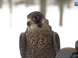 �����-������. ���� �� 2 ������ 2018 ���� (11:40)